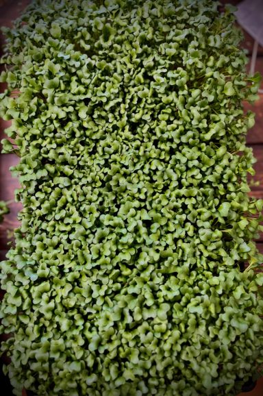 Kale